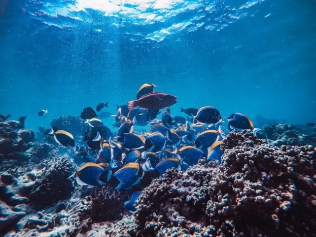 Blue Planet
