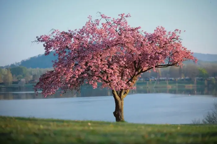 Blossoming Tree