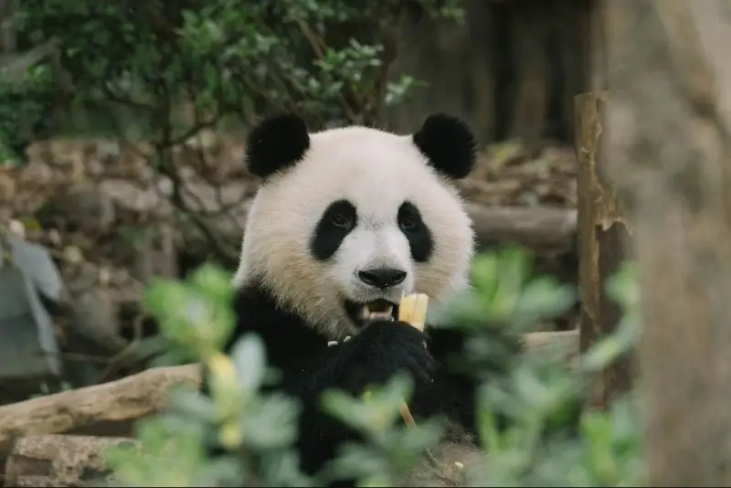 Wolong – Where Giants Find Peace