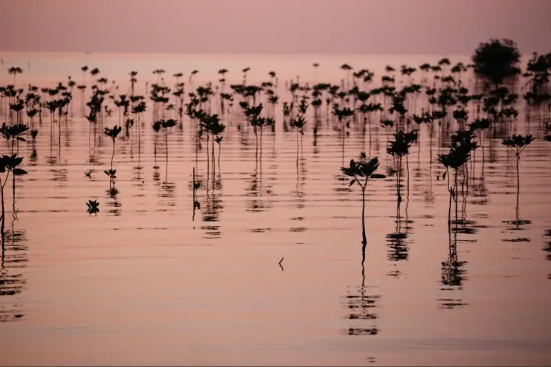 Ciénaga Grande de Santa Marta at sunset