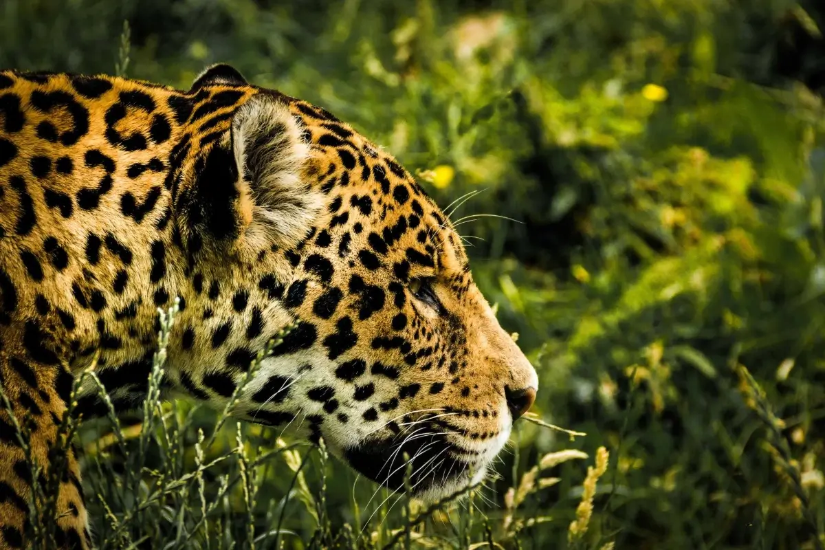Jaguar in natural habitat
