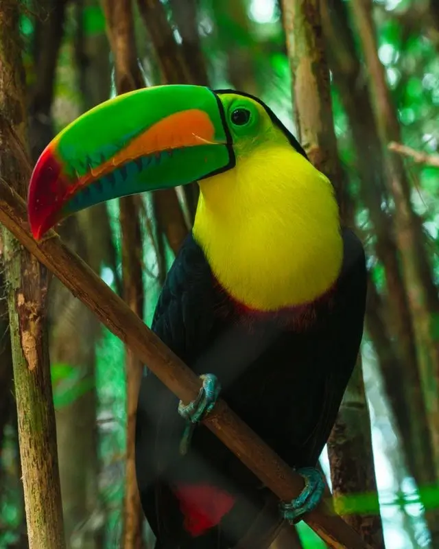 Toucan among the foliage of Colombia