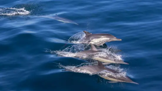 The Lesson of Dolphins - The Art of seeing the unseen
