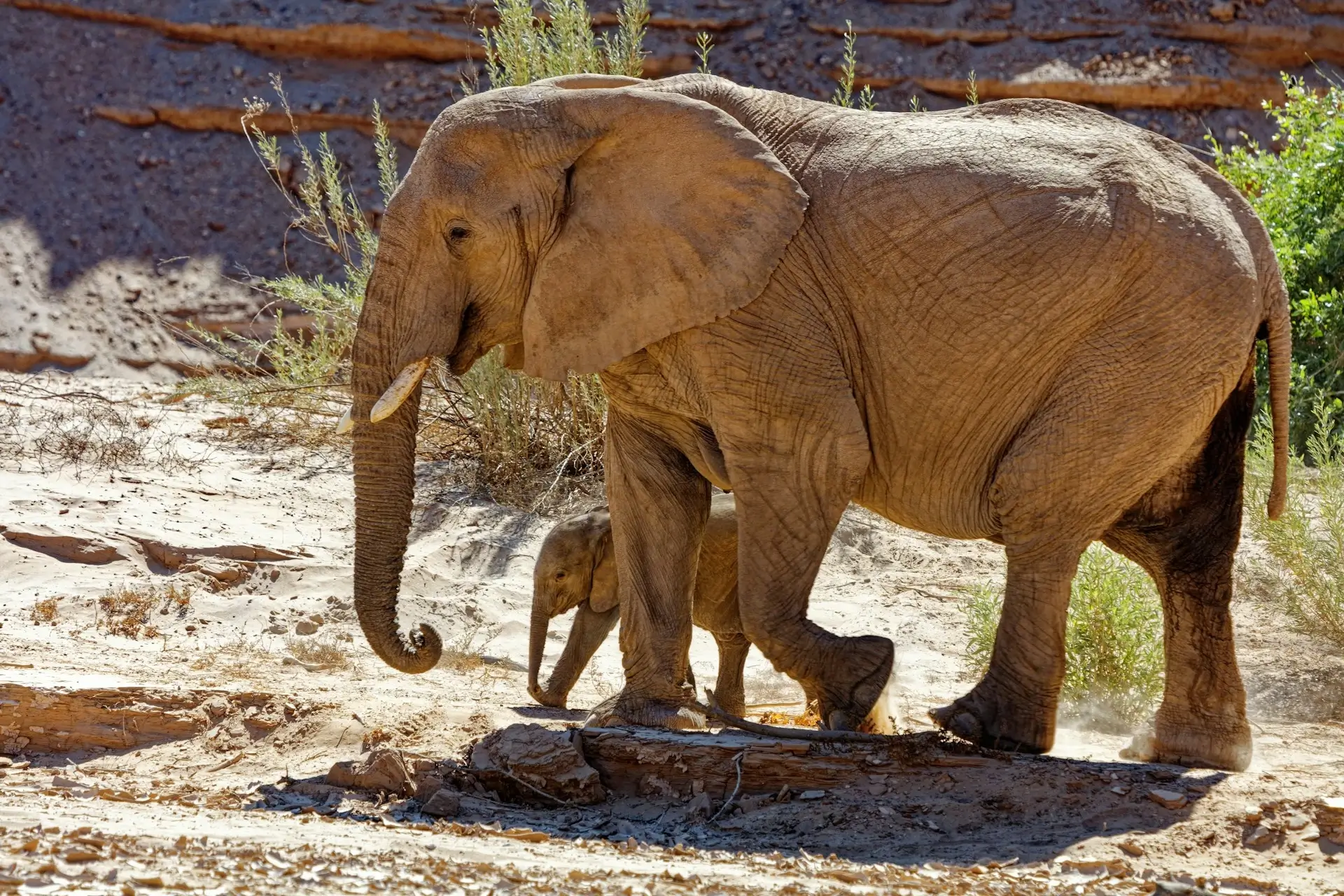 Elephant matriarch with calf